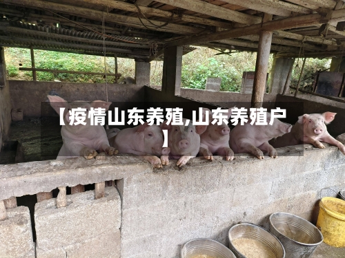 【疫情山东养殖,山东养殖户】