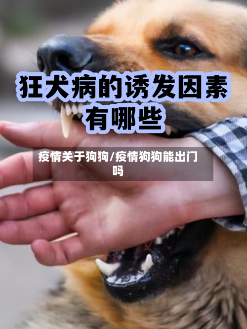疫情关于狗狗/疫情狗狗能出门吗