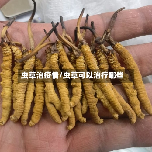 虫草治疫情/虫草可以治疗哪些-第1张图片