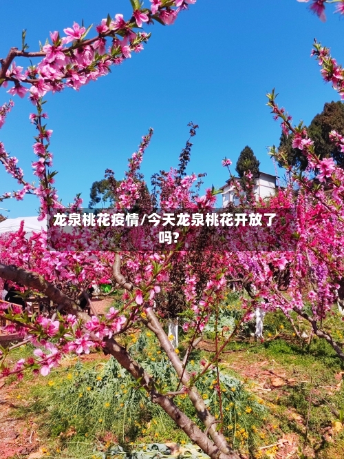 龙泉桃花疫情/今天龙泉桃花开放了吗?