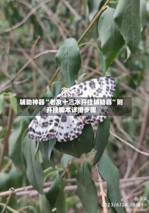 辅助神器“老友十三水开挂辅助器”附开挂脚本详细步骤-第2张图片