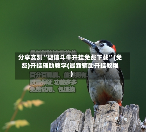 分享实测“微信斗牛开挂免费下载”(免费)开挂辅助教学(最新辅助开挂教程)-第2张图片