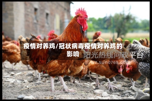 疫情对养鸡/冠状病毒疫情对养鸡的影响-第2张图片