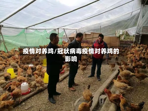 疫情对养鸡/冠状病毒疫情对养鸡的影响