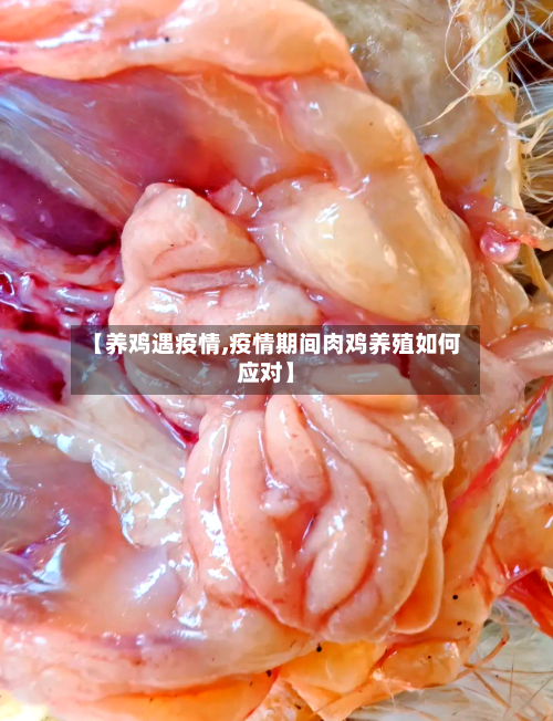 【养鸡遇疫情,疫情期间肉鸡养殖如何应对】