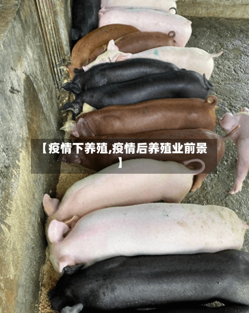 【疫情下养殖,疫情后养殖业前景】-第2张图片