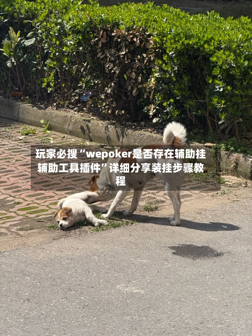 玩家必搜“wepoker是否存在辅助挂辅助工具插件”详细分享装挂步骤教程-第2张图片