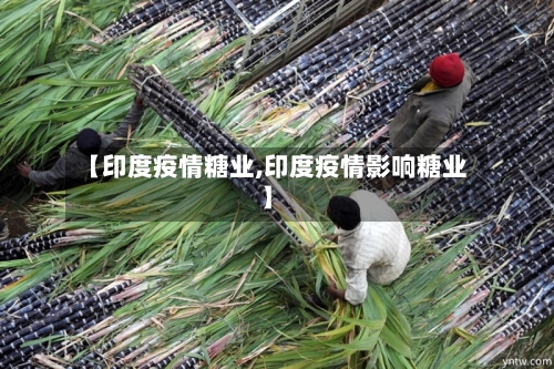 【印度疫情糖业,印度疫情影响糖业】