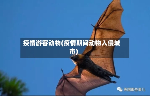 疫情游客动物(疫情期间动物入侵城市)-第2张图片