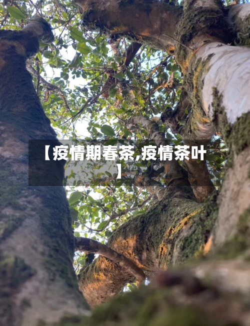【疫情期春茶,疫情茶叶】