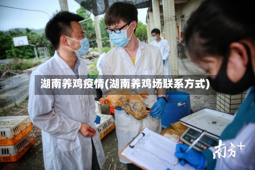 湖南养鸡疫情(湖南养鸡场联系方式)