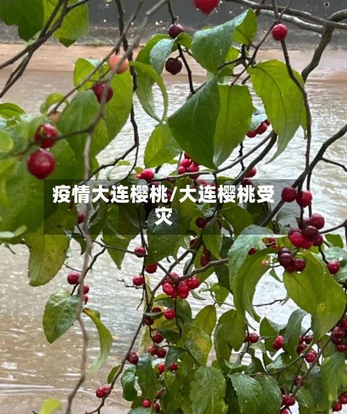 疫情大连樱桃/大连樱桃受灾-第2张图片