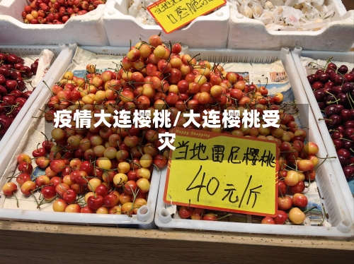 疫情大连樱桃/大连樱桃受灾