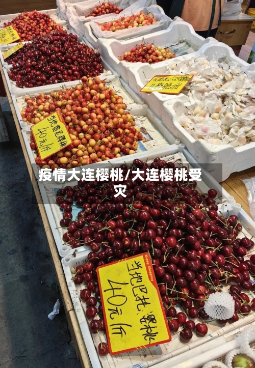 疫情大连樱桃/大连樱桃受灾-第3张图片