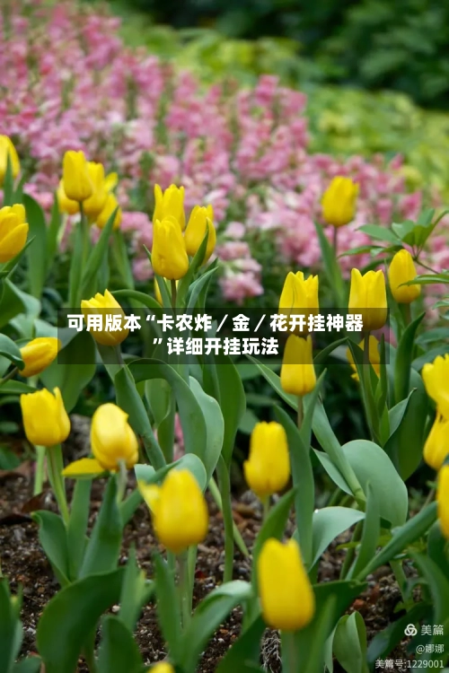 可用版本“卡农炸／金／花开挂神器	”详细开挂玩法-第2张图片