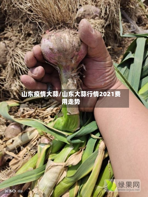 山东疫情大蒜/山东大蒜行情2021费用走势
