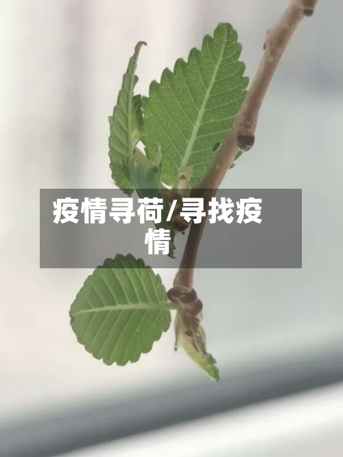 疫情寻荷/寻找疫情-第3张图片