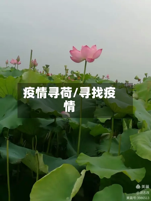 疫情寻荷/寻找疫情-第2张图片