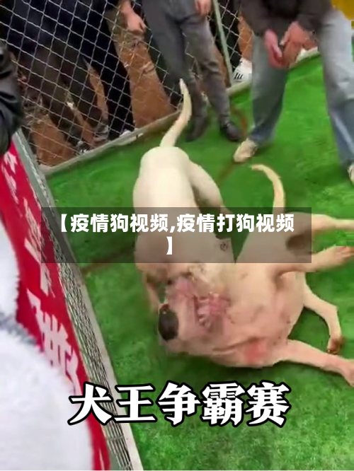 【疫情狗视频,疫情打狗视频】-第2张图片