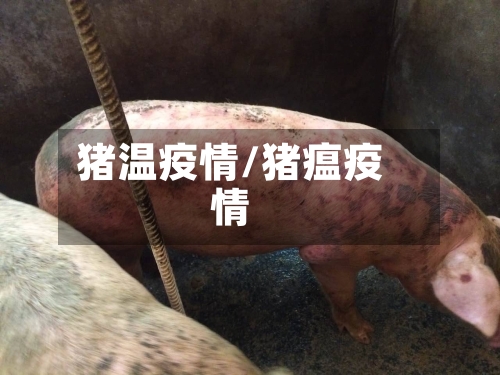猪温疫情/猪瘟疫情