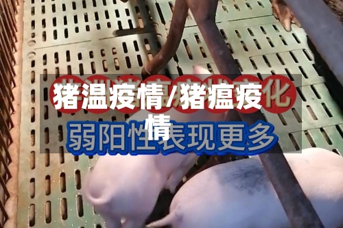 猪温疫情/猪瘟疫情-第2张图片
