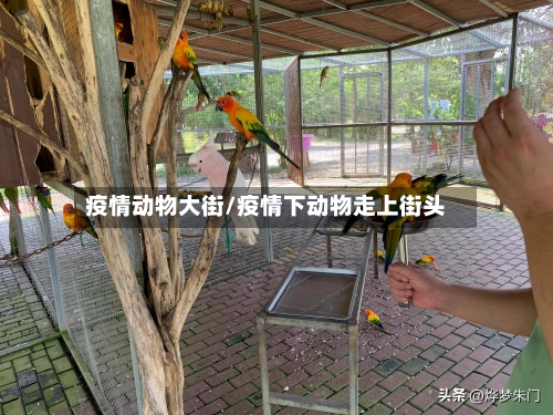 疫情动物大街/疫情下动物走上街头