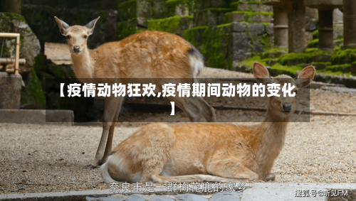 【疫情动物狂欢,疫情期间动物的变化】-第3张图片