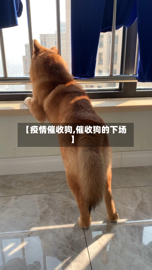 【疫情催收狗,催收狗的下场】-第2张图片
