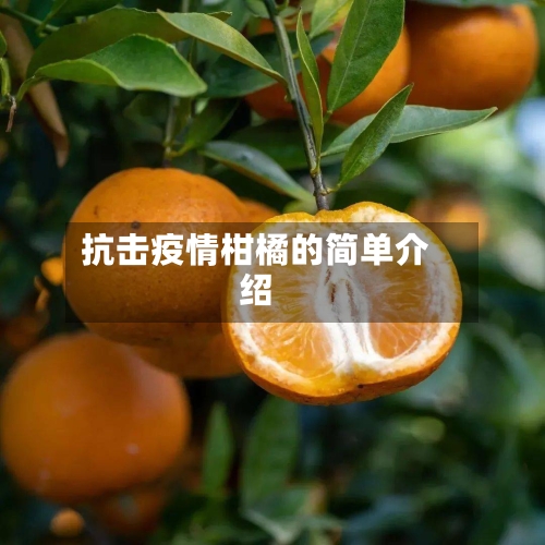 抗击疫情柑橘的简单介绍-第1张图片