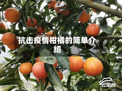 抗击疫情柑橘的简单介绍-第3张图片