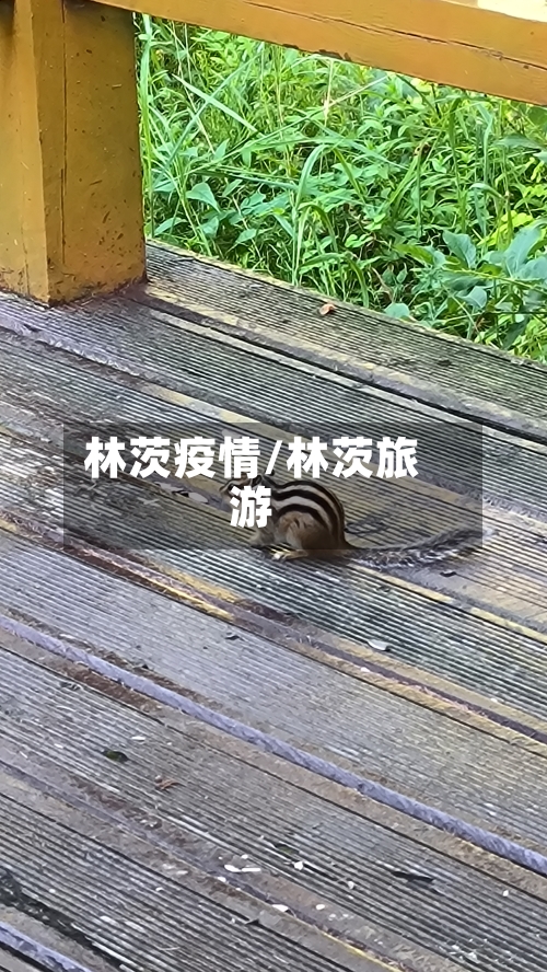 林茨疫情/林茨旅游-第1张图片