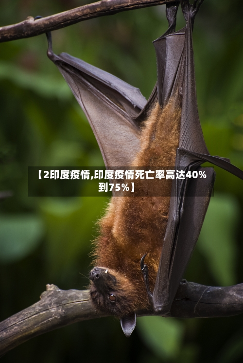 【2印度疫情,印度疫情死亡率高达40%到75%】-第1张图片