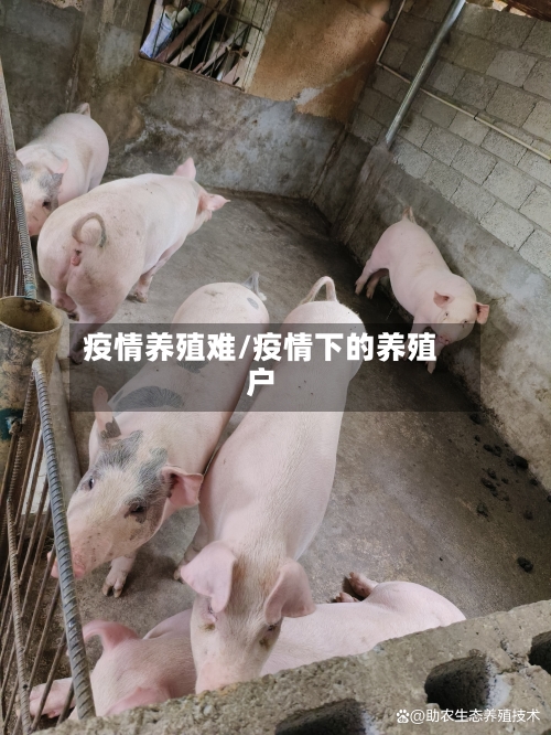 疫情养殖难/疫情下的养殖户-第1张图片