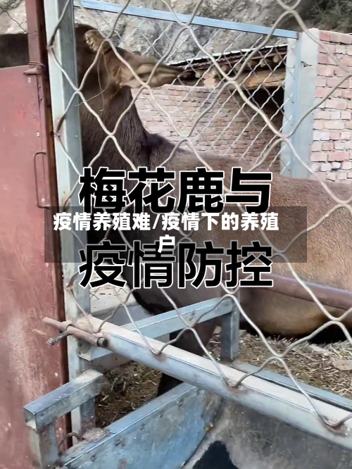 疫情养殖难/疫情下的养殖户-第2张图片
