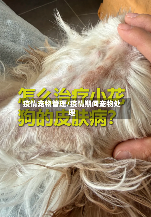 疫情宠物管理/疫情期间宠物处理-第2张图片