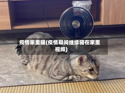 疫情家里猫(疫情期间继续猫在家里视频)-第1张图片