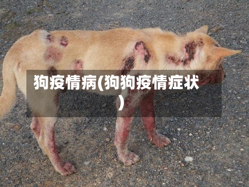 狗疫情病(狗狗疫情症状)-第2张图片