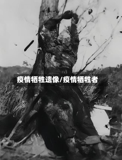 疫情牺牲遗像/疫情牺牲者-第1张图片