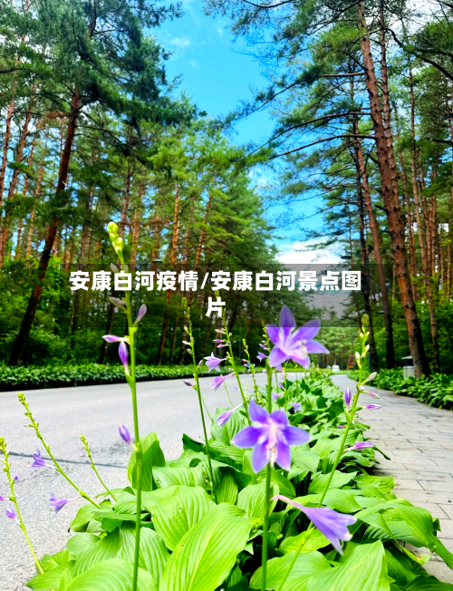 安康白河疫情/安康白河景点图片-第1张图片